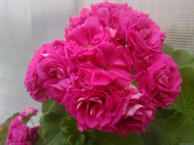 Лот: 16314250. Фото: 1. Розебудная пеларгония Лара Гармония... Горшечные растения и комнатные цветы
