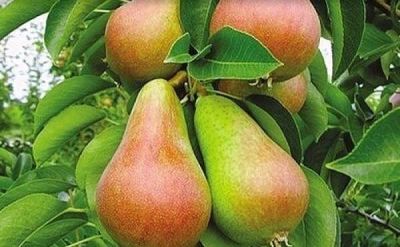Лот: 13448056. Фото: 1. Груша Алёнушка 2х летний саженец. Фрукты и орехи