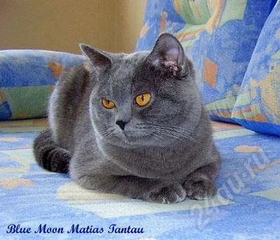Лот: 26138. Фото: 1. "британский голубой" кот.срочно... Остальные животные