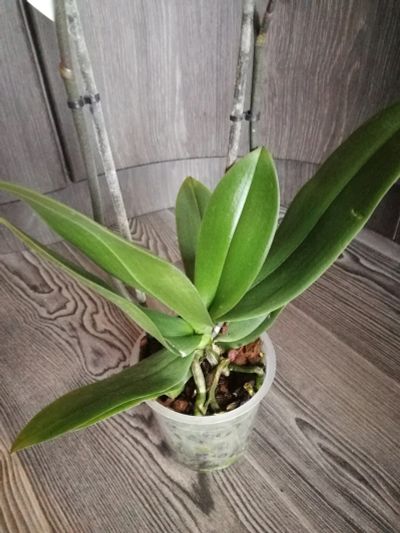 Лот: 13472590. Фото: 1. Орхидея пятнистая. Горшечные растения и комнатные цветы