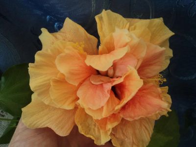 Лот: 4376178. Фото: 1. Гибискус персиковый махровый. Горшечные растения и комнатные цветы