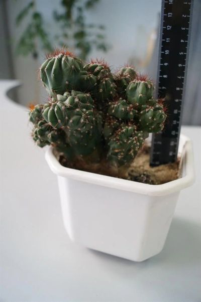 Лот: 3117676. Фото: 1. КАКТУСЫ - КОЛЛЕКЦИЯ - Cereus jamacaru... Горшечные растения и комнатные цветы