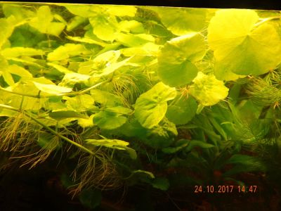 Лот: 10498028. Фото: 1. Щитолистник белоголовый. Водные растения