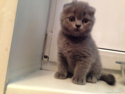 Лот: 4492982. Фото: 1. шотландские котята. Кошки, котята