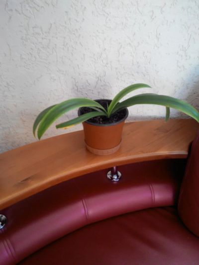 Лот: 6452736. Фото: 1. гиппеаструм. Горшечные растения и комнатные цветы