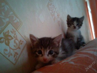 Лот: 2182312. Фото: 1. два котенка девочка и мальчик. Кошки, котята