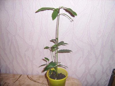 Лот: 989600. Фото: 1. лавр-. Горшечные растения и комнатные цветы