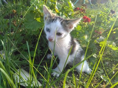 Лот: 16321803. Фото: 1. Котёнок - кот с разными глазами. Кошки, котята