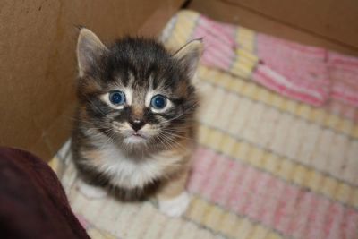 Лот: 4168784. Фото: 1. котята курильский бобтейл. Кошки, котята