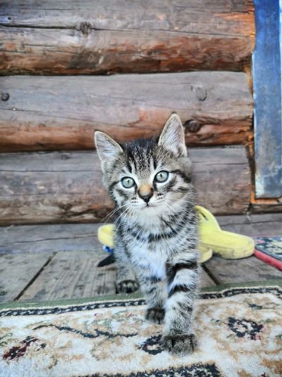 Лот: 16300481. Фото: 1. Котенок ( папа вислоухий шотландец... Корма