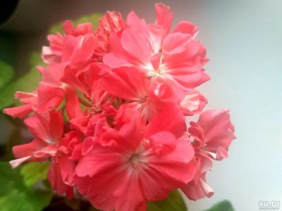 Лот: 14543884. Фото: 1. Пеларгония золотолистная Mimi. Горшечные растения и комнатные цветы