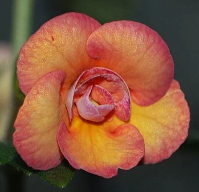 Лот: 12667955. Фото: 1. Ахименeс Peach Orchard - ризома. Горшечные растения и комнатные цветы