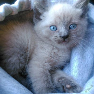 Лот: 5804146. Фото: 1. Котёнок, мальчик, 1,5 месяца. Кошки, котята