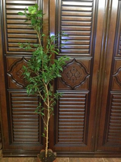Лот: 6484080. Фото: 1. Фикус-деревце очень мелко-листный... Горшечные растения и комнатные цветы