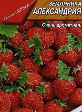 Лот: 4027639. Фото: 1. земляника Александрия. Другое (семена, рассада, садовые растения)