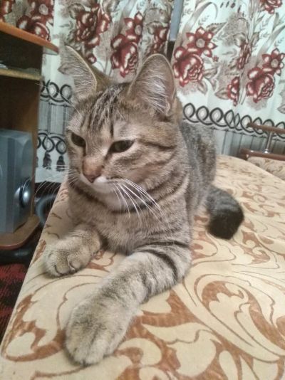 Лот: 14376572. Фото: 1. Кошечка срочно ??. Кошки, котята