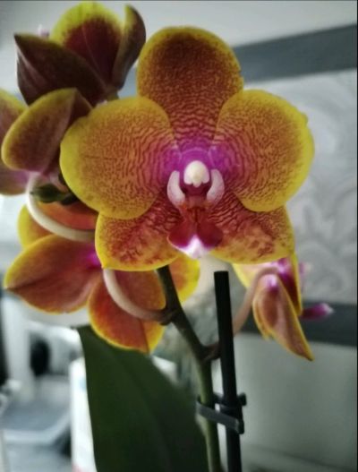 Лот: 24592094. Фото: 1. Орхидея фаленопсис. Горшечные растения и комнатные цветы