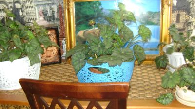 Лот: 9532455. Фото: 1. В синем горшке Королевская бегония... Горшечные растения и комнатные цветы