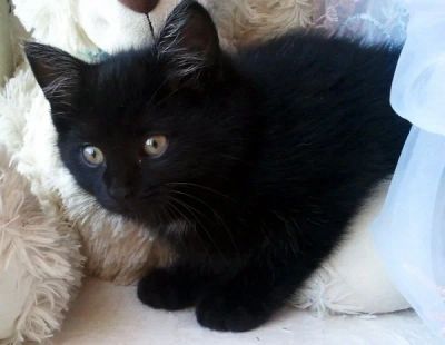 Лот: 8507435. Фото: 1. отдам очаровательного котенка. Кошки, котята