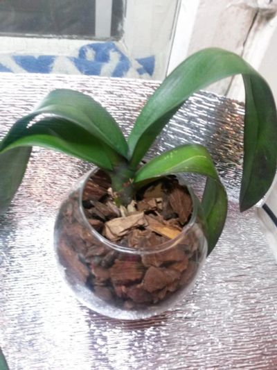 Лот: 6840815. Фото: 1. Орхидея. Горшечные растения и комнатные цветы