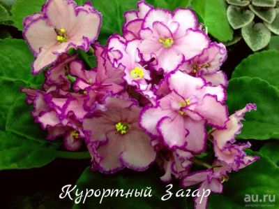 Лот: 8483353. Фото: 1. Фиалка сортовая Курортный Загар... Горшечные растения и комнатные цветы