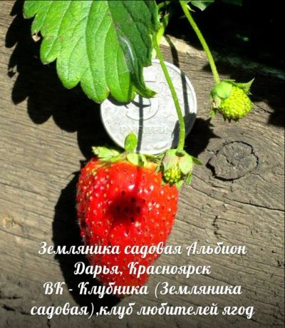 Лот: 5907997. Фото: 1. Усы ремонтантной клубники (земляники... Другое (семена, рассада, садовые растения)