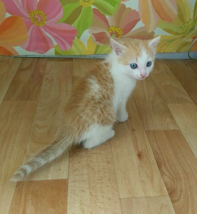 Лот: 9518076. Фото: 1. Маленький котенок ищет хозяев. Кошки, котята