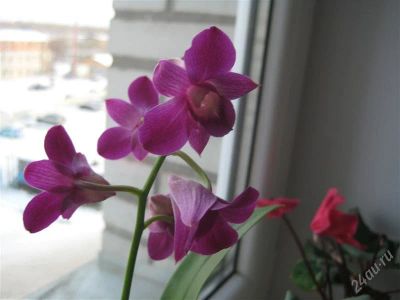 Лот: 1361271. Фото: 1. Орхидея Фаленопсис Дендробиум. Горшечные растения и комнатные цветы