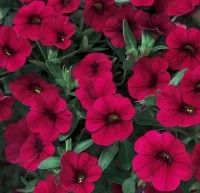 Лот: 5277187. Фото: 1. Калибрахоа Sweet Bells Burgundy... Другое (семена, рассада, садовые растения)