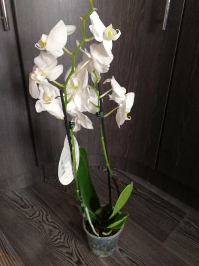 Лот: 13472593. Фото: 1. Орхидея белая. Горшечные растения и комнатные цветы