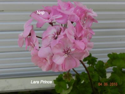 Лот: 10381273. Фото: 1. Пеларгония Zonartic Lara Prince. Горшечные растения и комнатные цветы