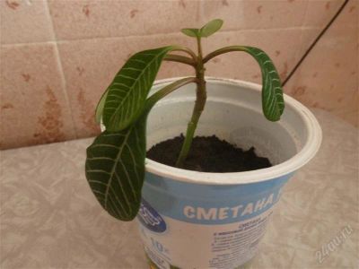 Лот: 2489933. Фото: 1. Молочай. Горшечные растения и комнатные цветы