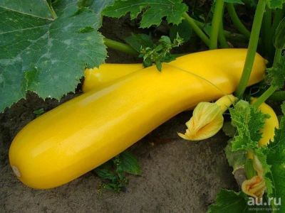 Лот: 10065123. Фото: 1. кабачок. Овощи, фрукты, зелень