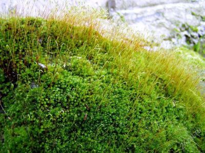 Лот: 951744. Фото: 1. МОХ "Кукушкин Лен" подходит для... Другое (растения и животные)