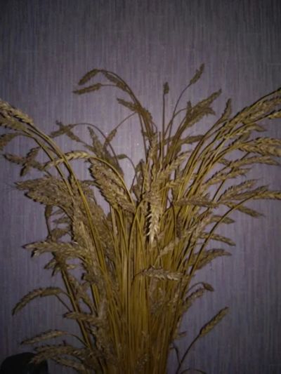 Лот: 7039801. Фото: 1. пшеница колосья. Другое (ручная работа)