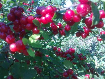 Лот: 9728478. Фото: 1. Вишня войлочная, саженцы, 4 года... Ягоды