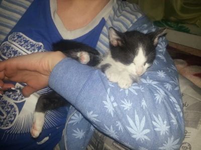 Лот: 3676333. Фото: 1. Котенок Феликс ищет хозяев. Кошки, котята