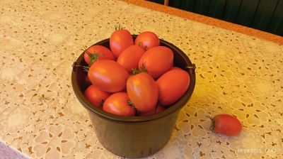 Лот: 25649637. Фото: 1. Помидоры. Красные, сняты с куста... Овощи, фрукты, зелень