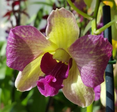 Лот: 10025636. Фото: 1. Орхидея. Дендробиум .Орхидея... Горшечные растения и комнатные цветы