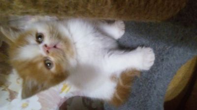 Лот: 14672009. Фото: 1. Котята экзоты. Кошки, котята