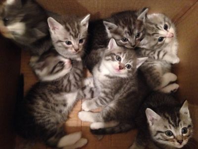 Лот: 4866775. Фото: 1. Отдам котят. Кошки, котята