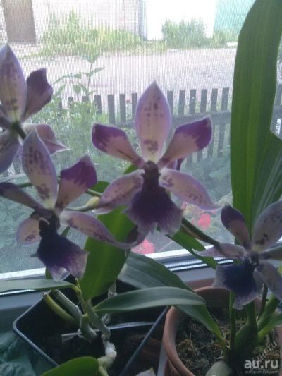 Лот: 8290090. Фото: 1. Орхидея Зигопеталлум (zigopetalum... Горшечные растения и комнатные цветы
