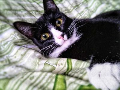 Лот: 11328145. Фото: 1. Отдам в добрые руки. Кошки, котята