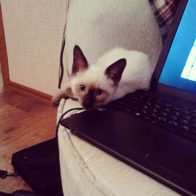 Лот: 6692933. Фото: 1. Отдам тайского котенка. Кошки, котята