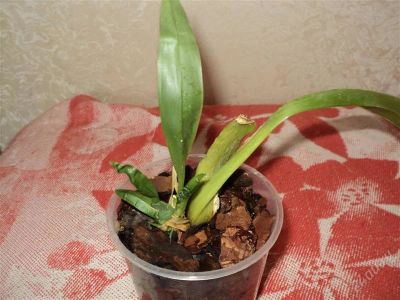 Лот: 808467. Фото: 1. орхидея онцидиум2. Горшечные растения и комнатные цветы