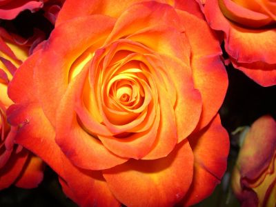 Лот: 11571098. Фото: 1. Роза желто-оранжевая садовая куставая. Садовые цветы