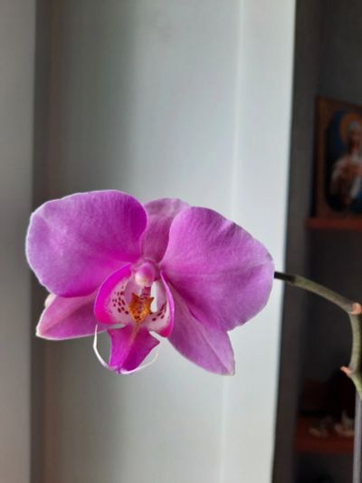 Лот: 18267470. Фото: 1. Орхидея фаленопсис. Горшечные растения и комнатные цветы
