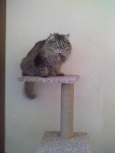 Лот: 3496997. Фото: 1. Кот сибирский. Кошки, котята
