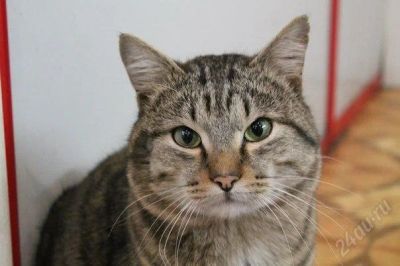 Лот: 2431748. Фото: 1. Лучший кот, активный,ласковый... Кошки, котята