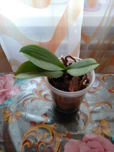 Лот: 15045566. Фото: 1. Орхидея фаленопсис. Горшечные растения и комнатные цветы